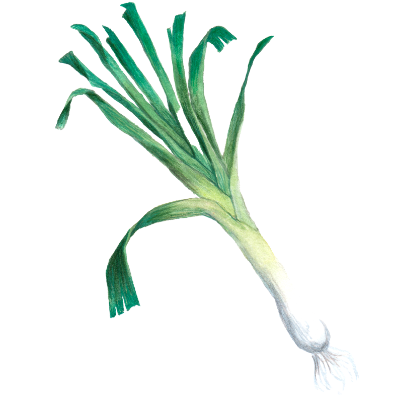 L’attribut alt de cette image est vide, son nom de fichier est poireau.png.